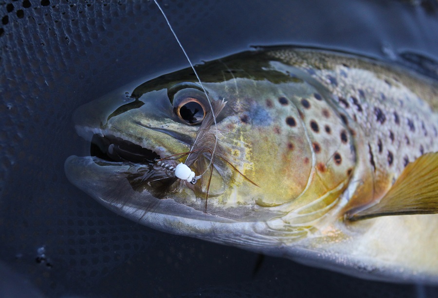 Social Distancing Expert