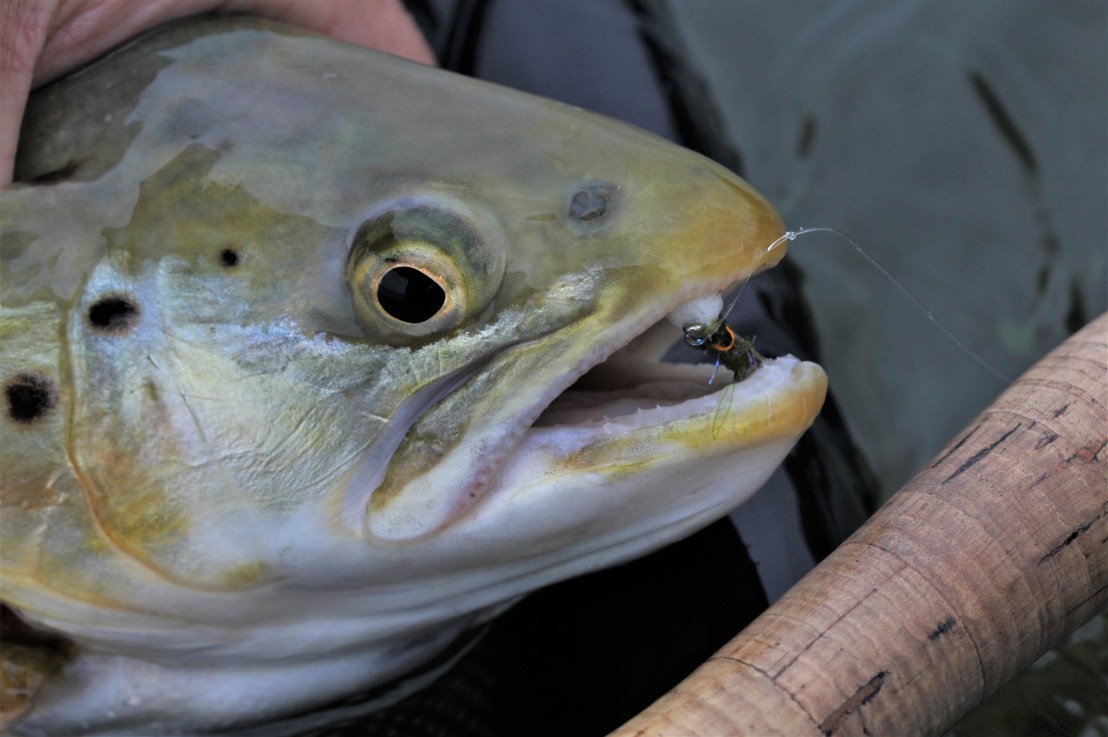 Fish Of A Lifetime,&nbsp;Time!!